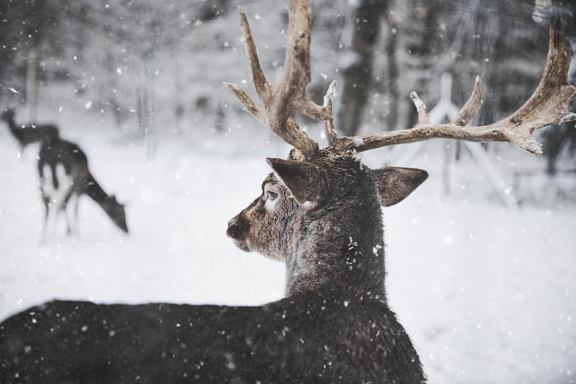 Hirsch im Schnee